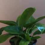 Philodendron Imperial Green 24cm pot