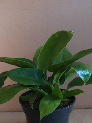 Philodendron Imperial Green 24cm pot
