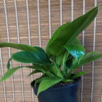 Philodendron Imperial Green 24cm pot