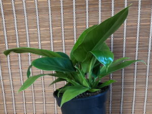 Philodendron Imperial Green 24cm pot