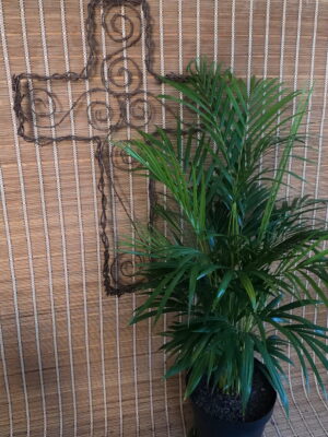 Areca Palm 30cm Pot (Bamboo Palm)