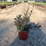Gaura-balleze-dark-pink.jpeg Gaura 'Passionate Blush' Pink 17cm Pot