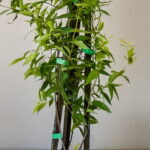 Gelsemium Sempervirens 19cm