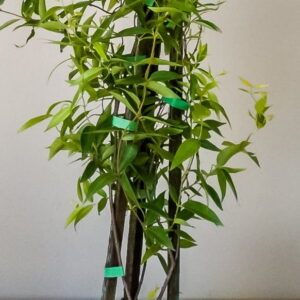 Gelsemium Sempervirens 19cm