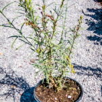 Gomphostigma-Virgatum-17cm.jpg Gomphostigma Virgatum 17cm