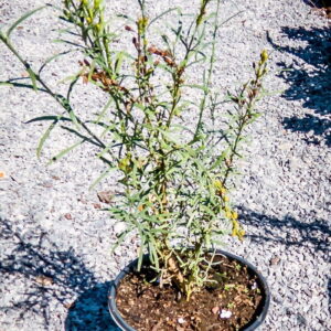 Gomphostigma Virgatum 17cm