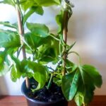 Granadilla 15cm Pot