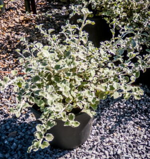 Helichrysum Petiolare 17cm