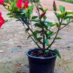Hibiscus Brilliant Red 23cm