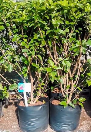 Hibiscus Brilliant Red 20lt