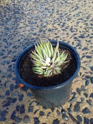 Harworthia Maxima 17cm