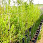 Dodonaea Angustifolia 20lt