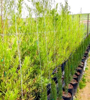 Dodonaea Angustifolia 20lt