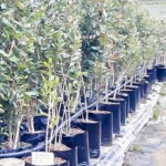 Syzygium Guineense bushy 20lt