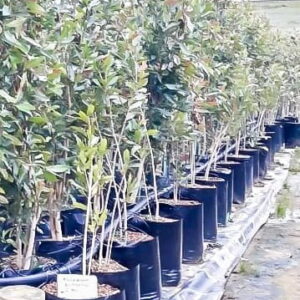 IMG-20190904-WA0010.jpg Syzygium Guineense bushy 20lt