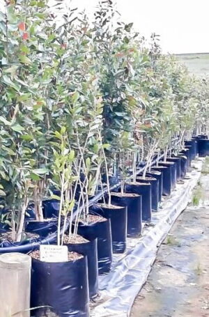 Syzygium Guineense bushy 20lt