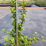 Portulacaria Afra, Spekboom 17cm pot