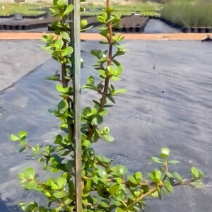 Portulacaria Afra, Spekboom 17cm pot