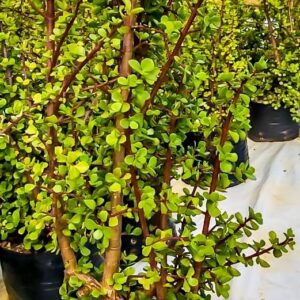 Portulacaria Afra, Spekboom 10lt