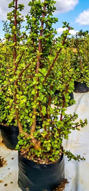 Portulacaria Afra, Spekboom 10lt