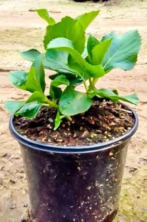 Hydrangea Carousel 17cm