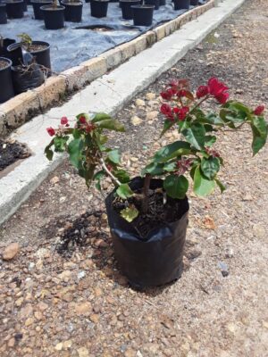 Madame Clara Butt Red Bougainvillea 5lt