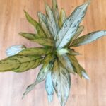 Aglaonema Silver Queen 17cm Pot