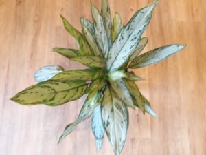 Aglaonema Silver Queen 17cm Pot