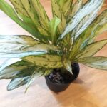 Aglaonema Silver Queen 17cm Pot