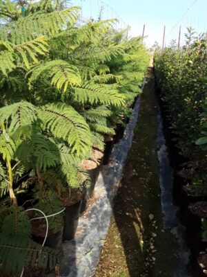 Jacaranda Mimosifolia 20lt