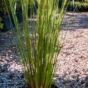 Juncus Krausii 17cm