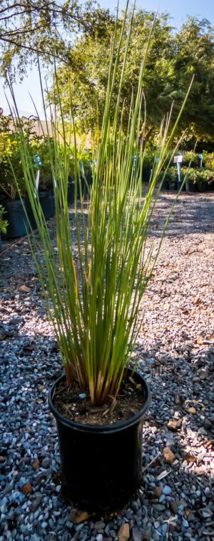 Juncus Krausii 17cm