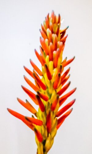 Aloe Arborescens (Krantz Aloe) 10kg