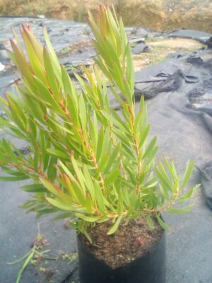 Leucadendron Inca Gold 17cm