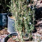 Laptospermum-Scoparium-Alba-17cm.jpg Leptospermum Scoparium Alba 17cm Pot