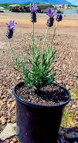 Lavendula Stoechas "Lace" 17cm pot