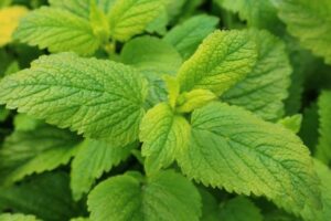 Lemon Balm 12cm Pot