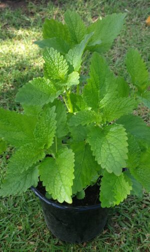 Lemon-Balm-scaled-1.jpg Organic Lemon Balm 15cm Pot
