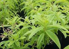 Lemon Verbena 15cm
