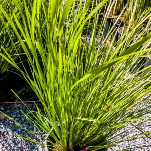 Lomandra Longifolla Tanika 17cm