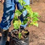 Magnolia x Soulangeana 25lt