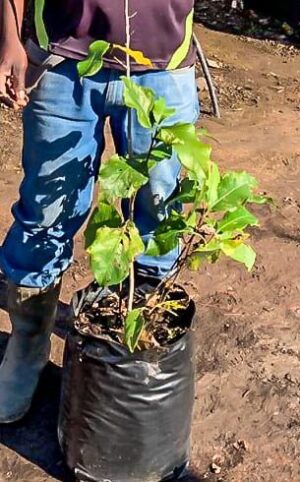 Magnolia x Soulangeana 25lt