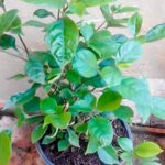 Asystasia Bella (Mackaya Bella) 4lt