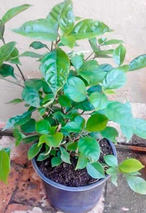 Asystasia Bella (Mackaya Bella) 4lt