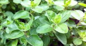 Marjoram Wild Oregano 12cm Pot