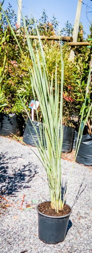 Miscanthus-Capensis-17cm.jpg Miscanthus Capensis 17cm