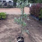 Olive Frantoio 10lt