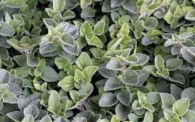 Origanum Greek 12cm Pot