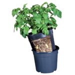 Hadeco PotatoPot - Black