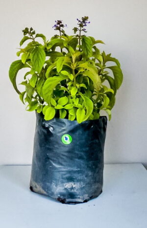 Plectranthus Ecklonii blue 10lt